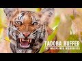 Tadoba Andhari Tiger Reserve (Buffer) - Film Teaser