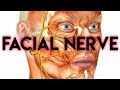 FACIAL NERVE - ( GENERAL ANATOMY )