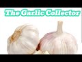 SONIC Cookbook - The Garlic Collector  @SonictheHedgehog #vectorthecrocodile #cookbook #garlic
