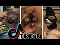 Funniest TikTok Dogs and Cats #52 - Try Not to Laugh with TikTok Animals 2020 | OnPets Sparkle