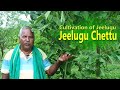 Cultivation of Jeelugu || Jeelugu chettu || Farm Things