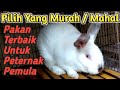 Makanan Dan Nutrisi terbaik Untuk Kelinci Berkuwalitas bukan dari Harga Pelet Yang mahal tapi lihat