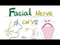 Facial Nerve - 7th Cranial Nerve 7 (CN VII), Chorda tympani, Submandibular Ganglion - Neuroanatomy