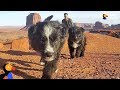 Puppies Found in Desert Revisit Spot They Were Found With New Dad | The Dodo