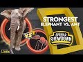 Elephant vs. Ant: Battle for the Strongest | Animal Showdown