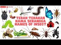 BELAJAR NAMA SERANGGA DALAM BAHASA INGGRIS | NAMES OF INSECT LEARN ANIMALS NAMA BINATANG NAMA HEWAN