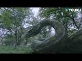 🐍👦Giant snake rescued little boy from man-eating flower's jaws! | Snake 3 | YOUKU MONSTER MOVIE