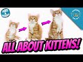 All About Kittens: Kitten Growth Stages \u0026 Milestones!