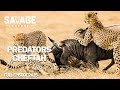WILD CHEETAHS | Speed and Silence in the Deadly Game of Survival | Animal Documentary