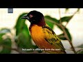 WEAVER BIRD: The most populous globally
