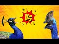 Peacock vs Cassowary (Emu, Eagle, Ostrich, Condor)