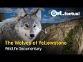 Yellowstone - The Wolves are Back | Wildlife Documentary