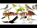 Birds Size 3d Comparison || Giant Flightless Birds || @Data About1
