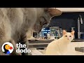 Woman Wakes Up To Her Cats Doing The Cutest Thing! | The Dodo Cat Crazy
