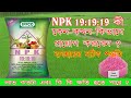 NPK 19:19:19 সার কখন প্রয়োগ করবেন I Water soluble npk 19:19:19 when to use on Plants I #fartilizer