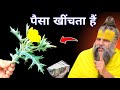 मिल जाए तो छोड़ना मत फूटी किस्मत चमका देगा ये कोई मामूली पौधा नही है? जान लो// Premanand Maharaj
