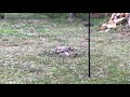 How to stop squirrels from eating bird seeds