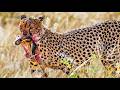 CHEETAH | Apex Predator of the Serengeti | Ultra HD