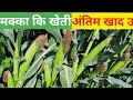मक्का मे अंतिम खाद // मक्का में लास्ट खाद // मक्का में भुट्टा निकलते समय / maize farming