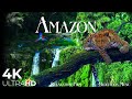 Amazon Rainforest in 4K • Our Planet \u0026 Beautiful Relaxing Music, Stress relief by Relaxation Film
