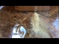 Making chickpea flour in a KoMo mill from Pleasant Hill Grain