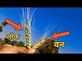 कम दिन में पक कर तैयार होने वाली गेंहू की क़िस्म lok-1 | Gehun Ki Kheti | Wheat Farming In India