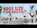 BIRDS Size Comparison | 3D