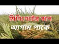 মিনি গেটের বাপ। ১ মাস আগে পাকে। হাওয়র এলাকার জন্য ভাল। বাম্পার ফলন।