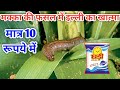 A home-grown method to eliminate caterpillars in maize for just 10 rupees || Makka Me Illi Ki Dawa