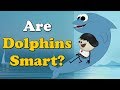Are Dolphins Smart? + more videos | #aumsum #kids #science #education #children