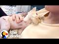 Cat Found In VERY Serious Condition Makes Miraculous Recovery | The Dodo