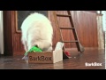 BarkBox Ad - #1