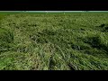 বৃষ্টিতে ধান গাছ পড়ে গেলে যা হয়, Paddy lodged field