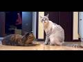 Funny Cats and Dogs Videos 2026 😂 | Non-Stop Cute \u0026 Funny Pets #cat #dog #animals