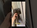 bonamur mushugi 🐈🐈 sofi bilan kotta janjal🤔🙈 kanalga obuna boʻling niyyatimiz ezgu ishlar 👍