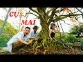 Chiêm ngưỡng cụ mai xù 126 tuổi độc đáo, hiếm thấy ở Việt Nam - ĐỘC LẠ BÌNH DƯƠNG