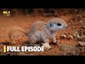 Secrets of Squirrels | Full Episode | Nature documentary 