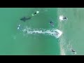 Caught on camera: Surfers have close encounter with a massive Great White Shark