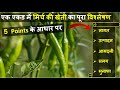 Complete information about cost, income and profit in one acre chilli cultivation. Green Chili Fa...