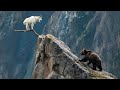 Bear Vs Mountain Goat: No Way To Catch The GOAT