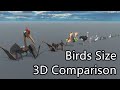Birds Size 3D Comparison | Largest bird in the world