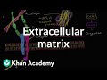 Extracellular matrix | Structure of a cell | Biology | Khan Academy