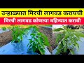 उन्हाळ्यात मिरची लागवड कोणत्या महिन्यात करावी | mirchi lagwad kontya mahinyat karavi | Milind bhor