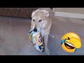 Animals Catch Humans by Surprise in the Funniest Ways 🤪 Funny Animal Videos 2026 🦪 #funnycatsdogs