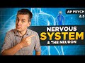 Nervous System \u0026 The Neuron [AP Psychology Unit 2 Topic 3]