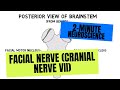 2-Minute Neuroscience: Facial Nerve (Cranial Nerve VII)