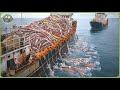 The World’s Biggest Catch - How Fishermen Haul 98 Million Tons of Seafood Each Year