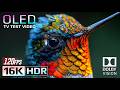 Experience 16K HDR Dolby Vision 120fps | Breathtaking Nature OLED Demo (For 8K/4K TV)
