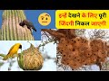 सात अजूबे भी फ़ैल है इस घोंसले के सामने | Most Beautiful Bird Nests in the World