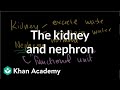 The kidney and nephron | Renal system physiology | NCLEX-RN | Khan Academy